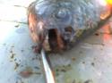 15547_Foto0145.