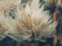 15622_Puhalo.