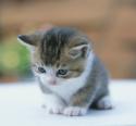 157520060814_091110_kedi1.