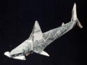 1625One_Dollar_Hammer_head_Shark_by_orudorumagi11.