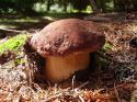 16324_belyjj-grib-sosnovyjj-borovojj-boletus-pinophilus-llnn0i.