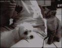 1639_Cat-provokes-slaps-dog.