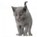 1654chartreux-kitten.