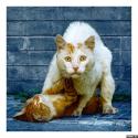 1663cats-30.