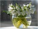 16752_vesna.