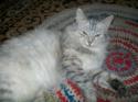 16817_musya3.