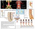 17013_LUMBAR_DR2_Labelled.