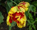 17317_tulpan-2s.
