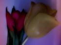17444_flower_power-2.