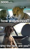 17496_so-how-was-school-cheetah.