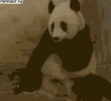 175190_panda_v_shoke.