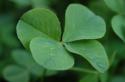 17949_Four-Leaf-Clover-520x345.