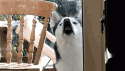 18113_DOG_SNOUT_GIF.