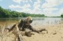 18145_gif-sloth-beach-683883.