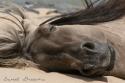 18857_sleepinghorse1_zps750b4bb2.