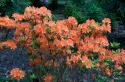 19004_may-41s.