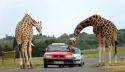 1904800px-Giraffes_at_west_midlands_safari_park.