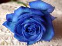 1909Blue_rose.