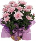 19111_pink-chrysanthemum.