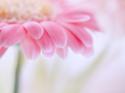 19226_Nature_Flowers_Gerbera_flower_034272_29.