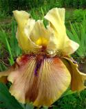 19515_592iris.