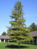 19585_BaldCypress-04.