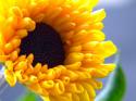 19746_sunflower_26.