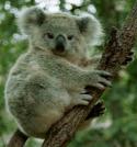 20339_Koala450j.