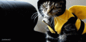 2045bee_cat_gif.