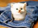 2065324-cute-cats-wallpaper-17.