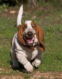 21106_BASSET-HOUND-RUNNING-14.