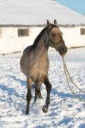21266_Abrek_011.