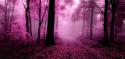 21295_purpleforest.