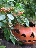 21475_halloweeneuonymusfelder.