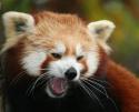 2165Red_panda.