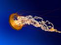 21860_Jellyfish.