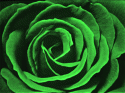 21902_greenrosebig.