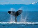 2208Humpback_Whale.