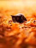 220_black-cat-sneaking-in-autumn-leafs.