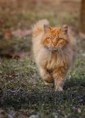 22344_Foks-pobeditel.