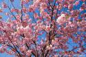 22425_68983133_sakura_tree_closeup.