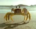 2282YellowFiddlerCrab02-OnSandBeach-Closeup.