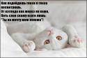 22968_cats_21.