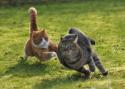 22979_cats_fight_batle_06.