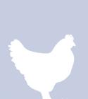 23009_chicken-at-facebook_-_Copy.