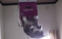 23141_yhgif2.