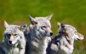 23233_Brother_Wolves.