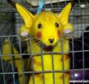 2325rat_pikachu.