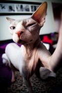 23410_tumblr_m1stwyQYz71r2a31ao1_500.