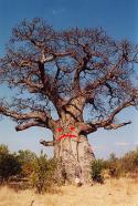 2347275px-Baobob_tree.